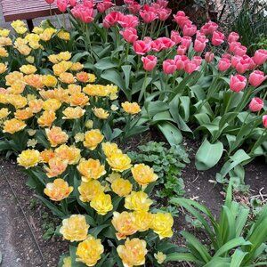 Meet your Posher, Mimi